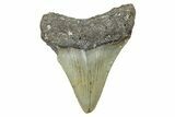 Serrated, Juvenile Megalodon Tooth - North Carolina #371695-1